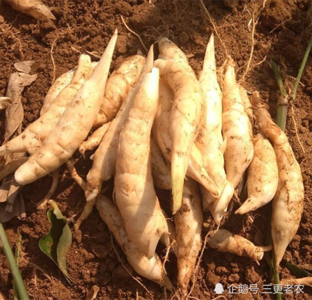 外形像虫子很恶心,煮熟味道香糯是极品,是很多夜市的招牌菜