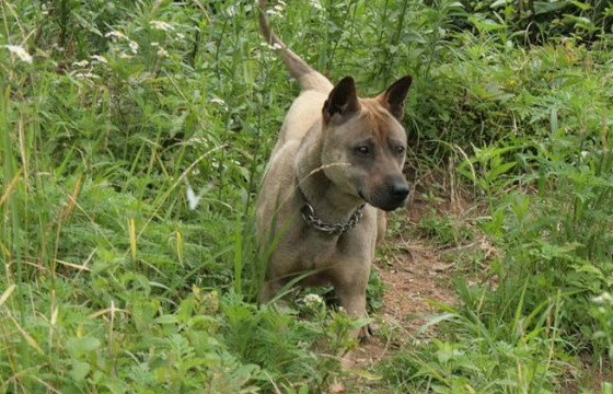 中国人自己的狩猎之王—箭毛犬,如今已濒临灭绝,却无人所知