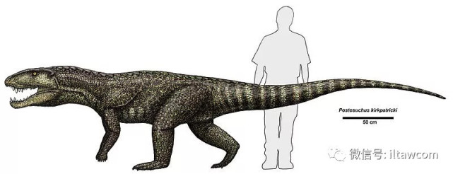 顶级掠食动物 波斯特鳄 波斯特鳄 爬行动物 头颅骨
