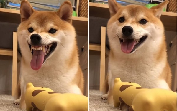 柴柴「看到马麻vs看到把拔」表情大不同.