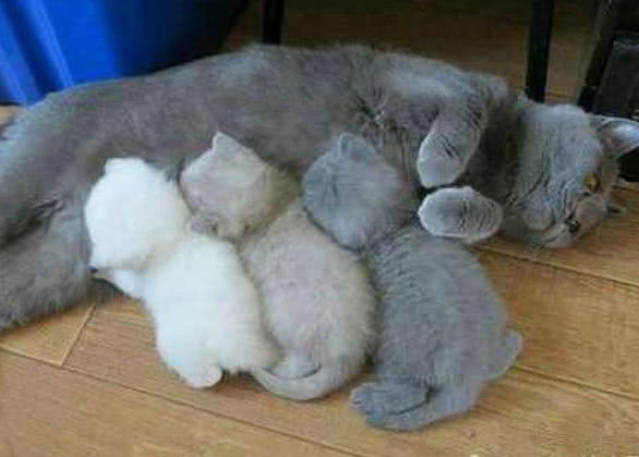 蓝猫生了三只小猫咪,主人看了一眼就乐了,蓝猫:肚里墨水不够了