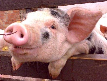 人类是否能一直掌控世界,有一种聪明的动物智商甚至超过了人