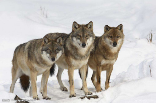 惊险!蒙古少女给狼群喂食差点被扑倒,一个过肩摔把饿狼训老实了