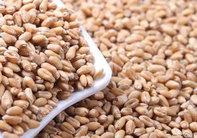 本物品質の 令和4年産 小麦 さとのそら 種子 7kg