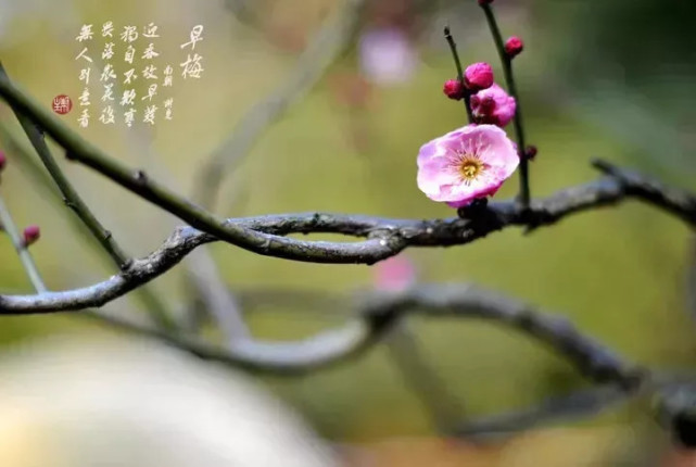 四季花開(五律二十首)/項冰