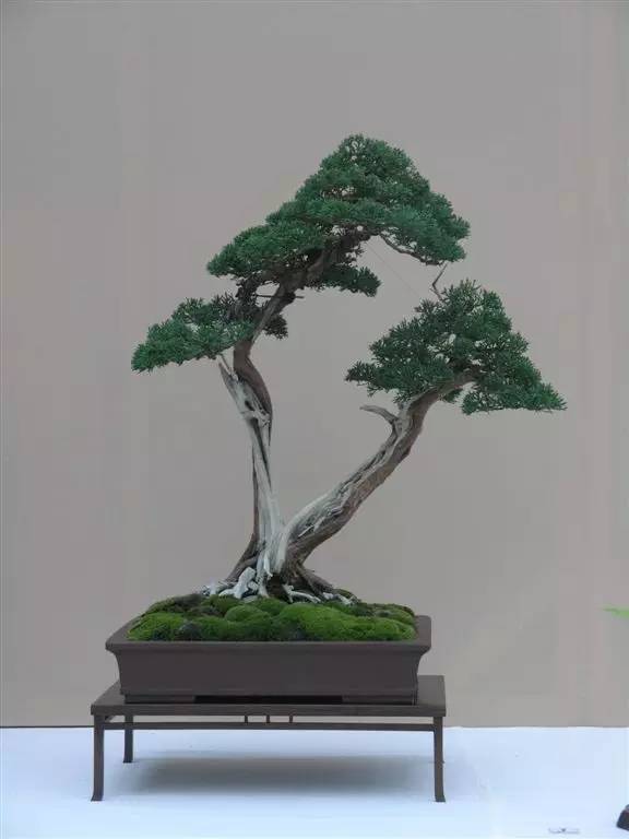 双杆盆景,景色成双!