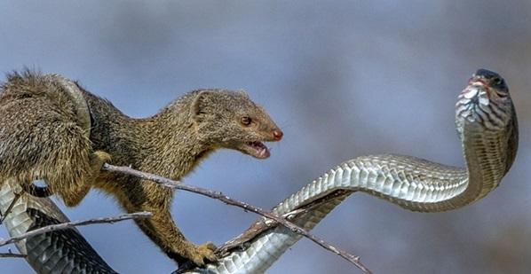 让蛇绕路走的小家伙,蜜獾都没有的特殊技能,人类百思不解