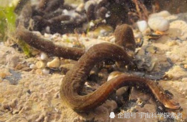世界上最长的虫子,可大规模杀死蟑螂,却对人体无害