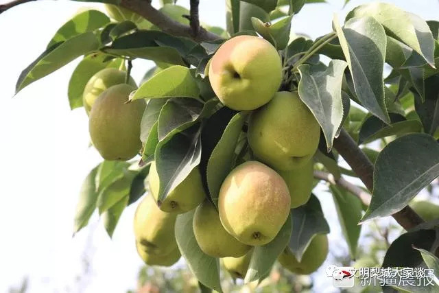 庫爾勒香梨採摘忙 果農心裡樂開花