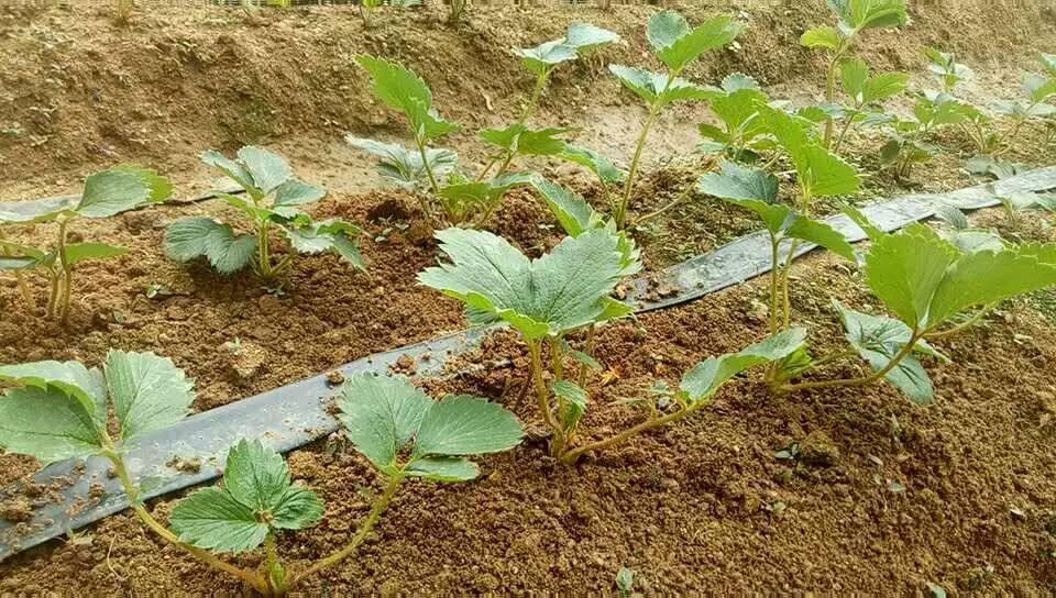 草莓二茬果出现断茬怎么办 二茬果坐不住住或者果小怎么办