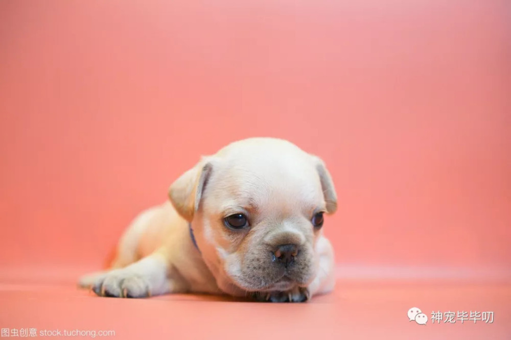 法国斗牛犬饲养全攻略幼年的时候就要开始训练 热备资讯