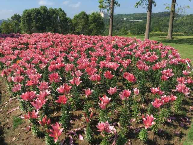 在情人坡,游客不仅可以在高处俯瞰整个斑斓的花海,还可走进花田间,近
