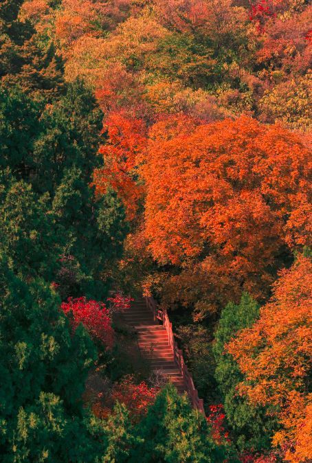 北京|一到秋天，北京就美成了北平