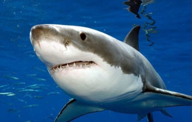 酷玩实验室 微信id:coollabs 大家好,我叫小白 我是一条大白鲨 听到