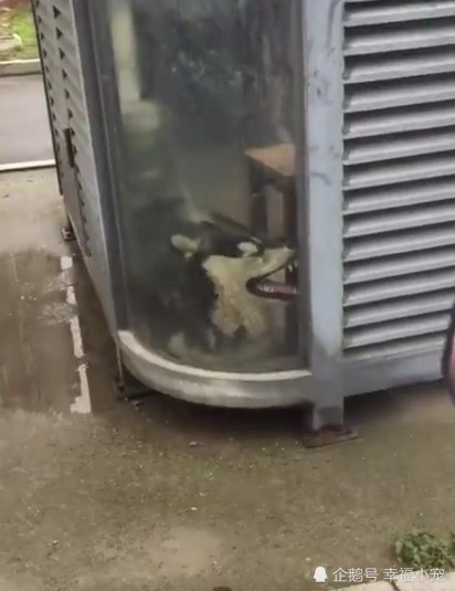 二哈惨遭主人泡酒?"鳄鱼嘴"恐怖至极,路人踹一脚后吓懵了