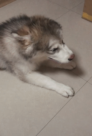 哈士奇被主人打两下,大声抽泣,委屈得嚎哭起来!