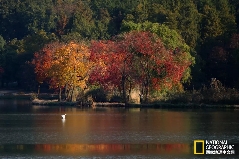 南京|秋天千万别去南京，否则就不想回去了