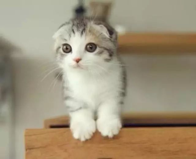 母猫绝育手术好处多多 几个注意事项要知道