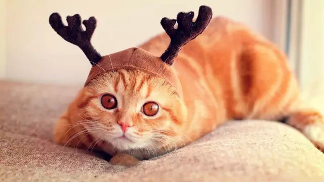 母猫绝育手术好处多多 几个注意事项要知道