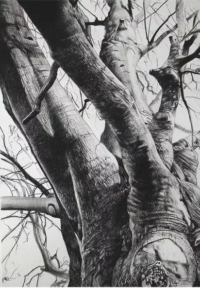 素描,一棵树就是一道最美的风景!