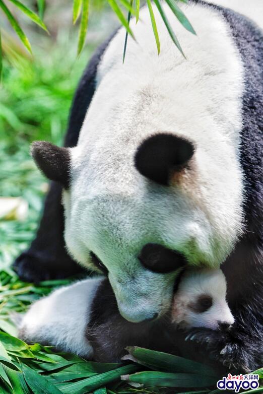 华南首只子二代熊猫"隆仔"领"身份证"啦!