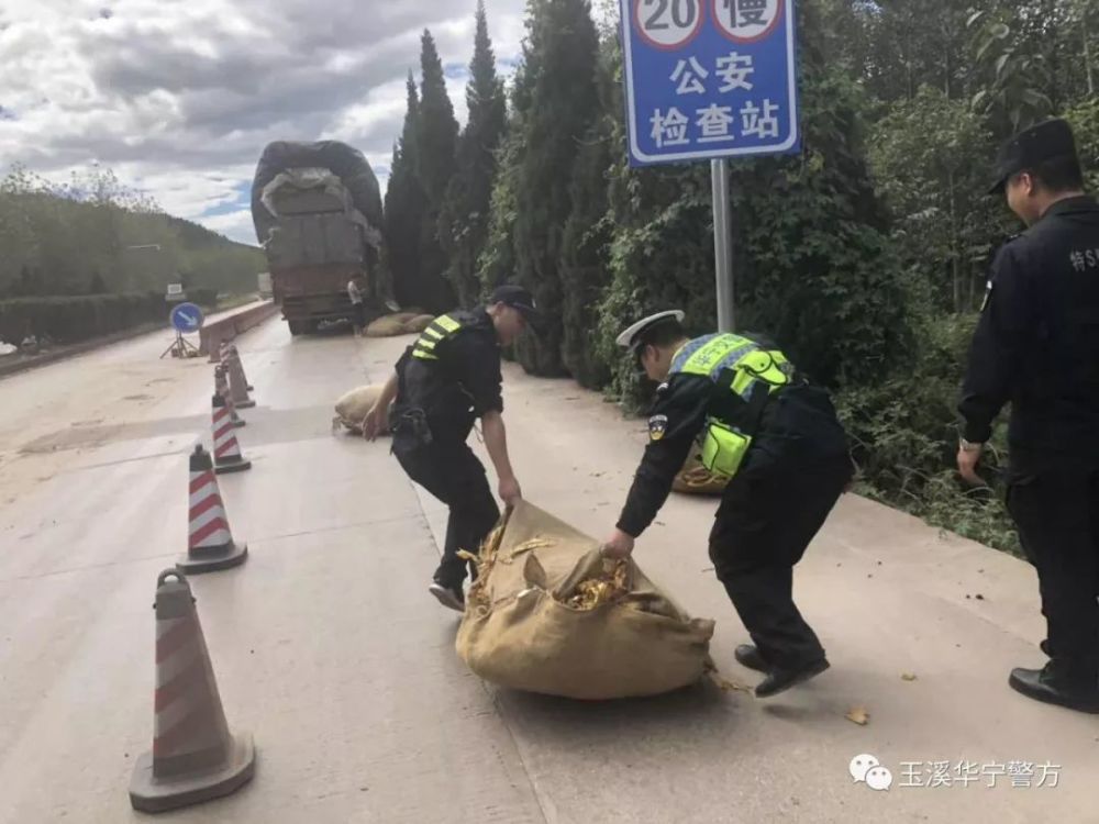 玉溪华宁:高速路上烟包散落 民警紧急救助排险