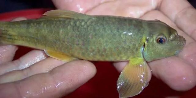 这是什么鱼,老人说这鱼长不大,本地人叫"墨鱼"