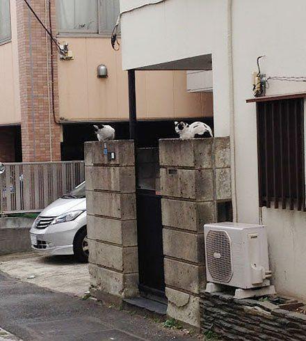 少年之壁虎漫步系贴广告的,你这么屌政府知道吗我听到~蛋碎的声音