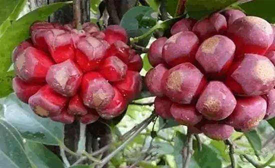 农村这种长寿果,80没见过,90没吃过,00后却是最爱!