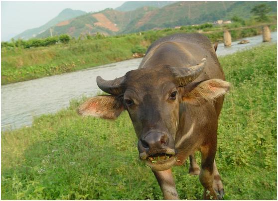 心理学:你最喜欢下面哪头牛,测你是一个多么倔强的人