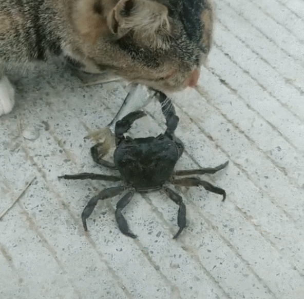 下一秒螃蟹的举动笑喷:大哥,今天的保护费|螃蟹|猫爪