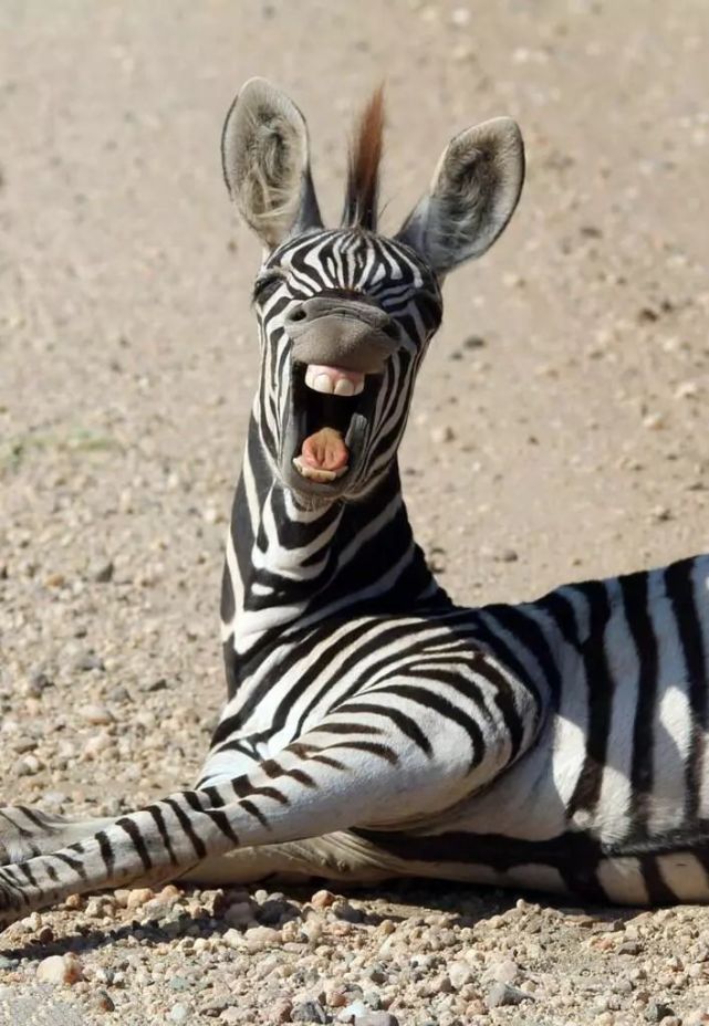 萌喵享用猫薄荷 飘飘欲仙表情销魂.