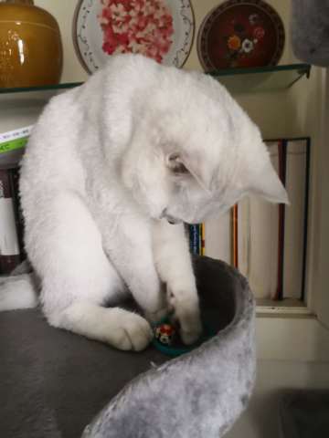 猫爷我适婚啦,打扮打扮要出去找媳妇啦