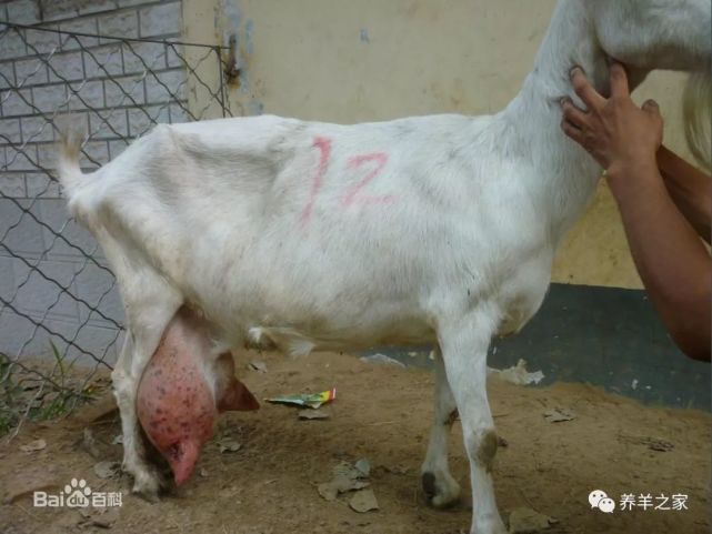 我国6种著名的奶山羊全面介绍|山羊|关中地区|公羊