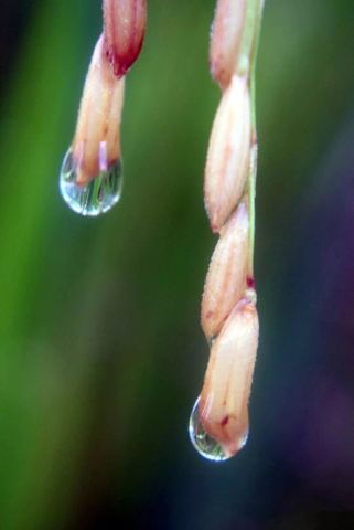 收成感恩讲章:论一个人真正的收成与感恩