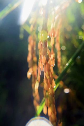 收成感恩讲章:论一个人真正的收成与感恩