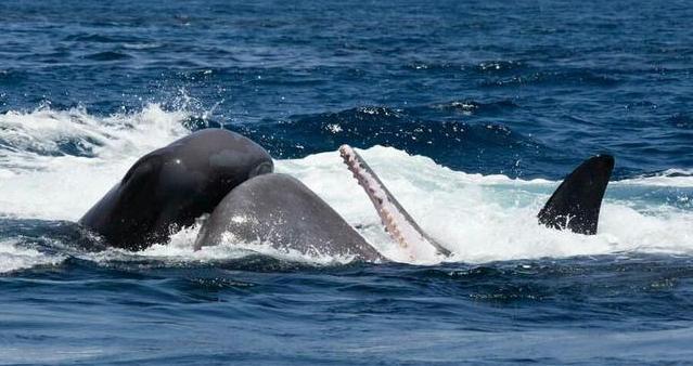 霸主决战大王乌贼vs抹香鲸vs虎鲸谁是海中霸王