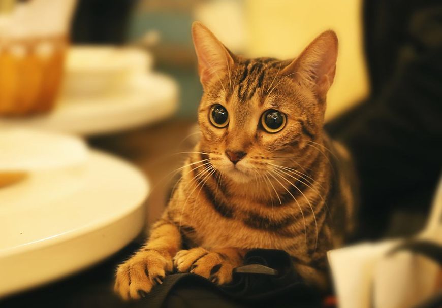 猫咪如何判断自己是否喜欢一个人?喵星人:从不