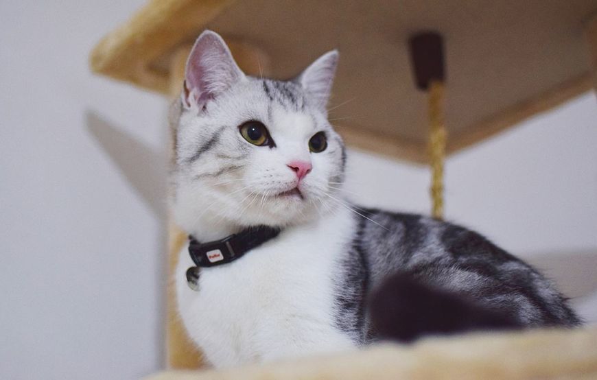 猫咪如何判断自己是否喜欢一个人?喵星人:从不