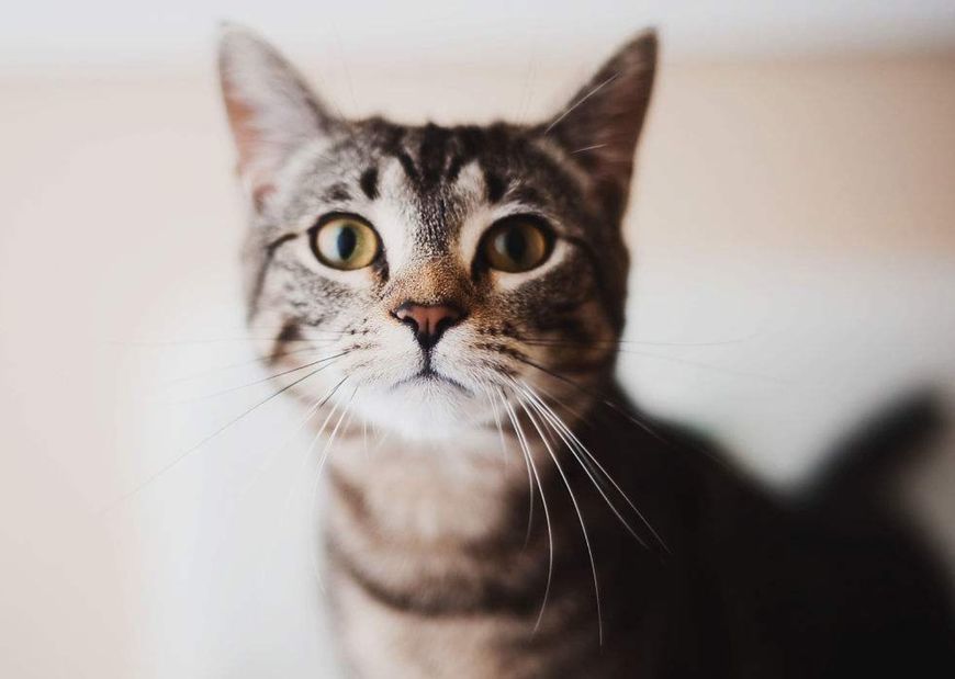 猫咪如何判断自己是否喜欢一个人?喵星人:从不