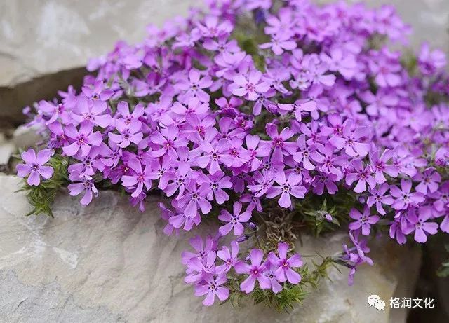 芝樱难觅 这 红地毯 撩动了老夫的少女心