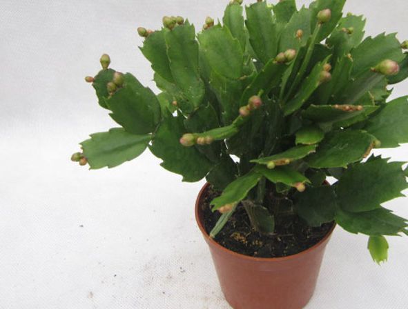 这4种花草刮风下雪都不怕 秋冬季节养花非常省心