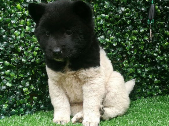 网友网上卖狗,本以为是被嫌弃的土狗,评论却十分惊人!