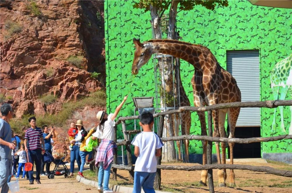 貼近自然,身心放空從高樓到青山從城市到鄉野動物園,山野竹林,房車營