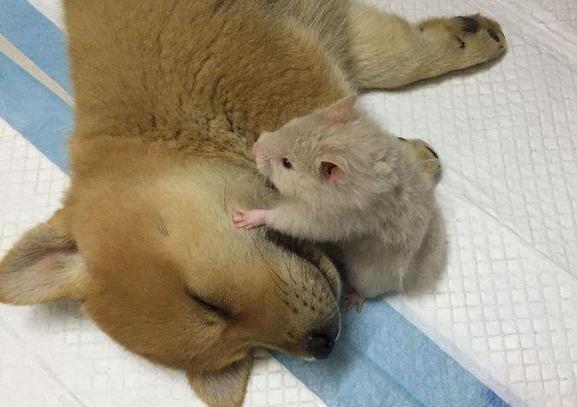 捡回来只流浪狗,家里仓鼠天天把它当坐骑,主人看到这一幕笑哭