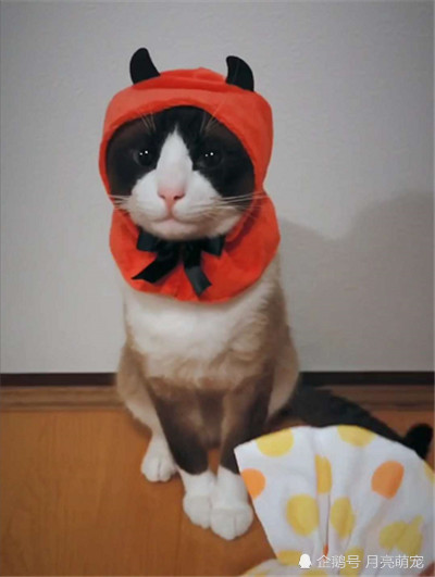 你们只见过百变网红,你们见过百变猫咪吗?网友:竟对猫动心了