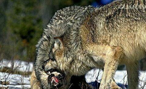 一只比特犬和一只北美大灰狼搏斗,比特犬可以