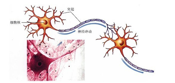 主要在中樞部分構成灰質.2.在周圍部分構成神經節.(二)神經纖維1.