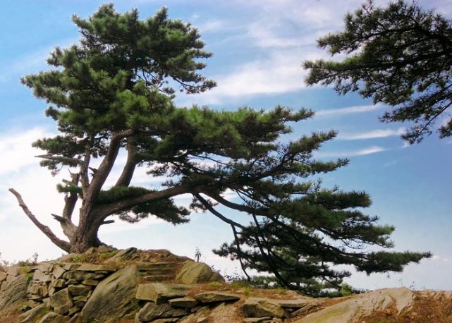 白马尖-大别山主峰4a景区:奇松遍地,蕴藏着丰富的动植物资源