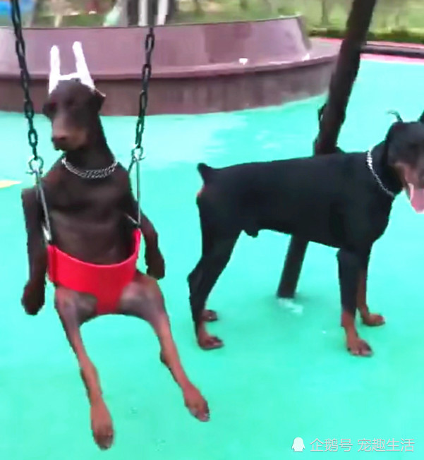 公园发现一奇怪狗狗,头上长着两根天线,原来是为了"美"